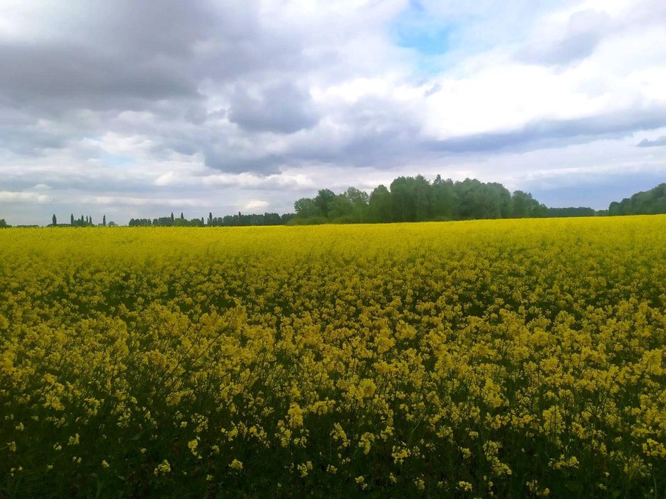 Ріпаковий пейзаж навколо