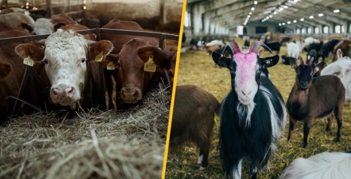 Розпочнеться прийом заявок на спеціальні бюджетні дотації для утримання корів, кіз або овець