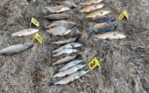 Поблизу Батурина викрили браконьєра: збитки довкіллю сягнули 61 тисячі гривень