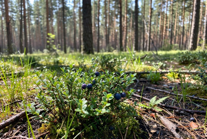 Погода у Батурині на 26.03.2026