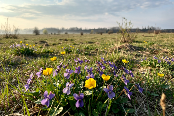 Погода у Батурині на 02.04.2026