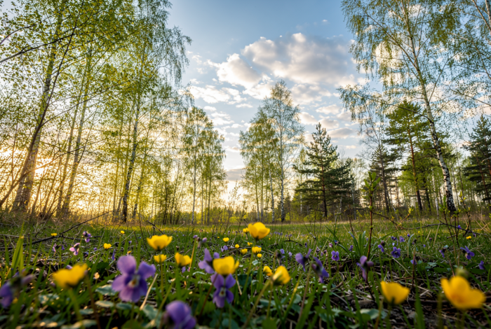 Погода у Батурині на 12.04.2026