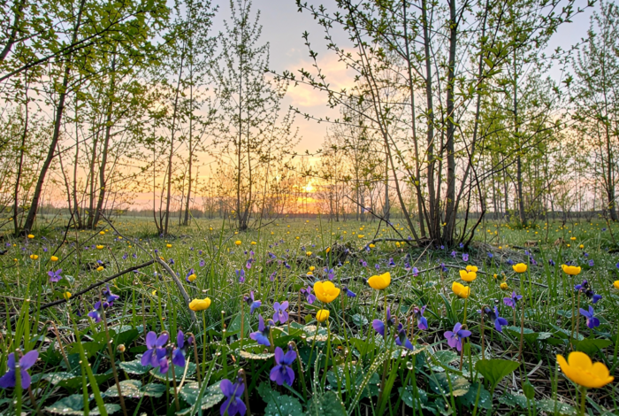 Погода у Батурині на 13.04.2026