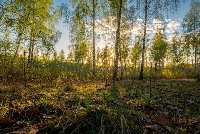Погода у Батурині на 18.04.2026