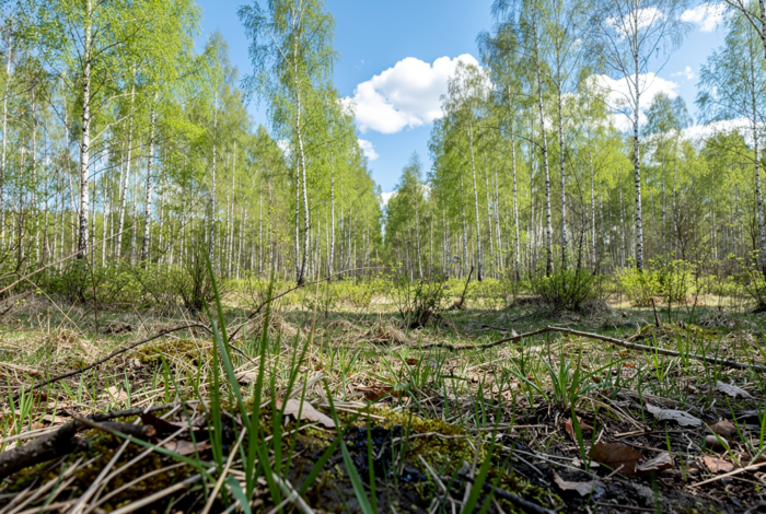 Погода у Батурині на 19.04.2026