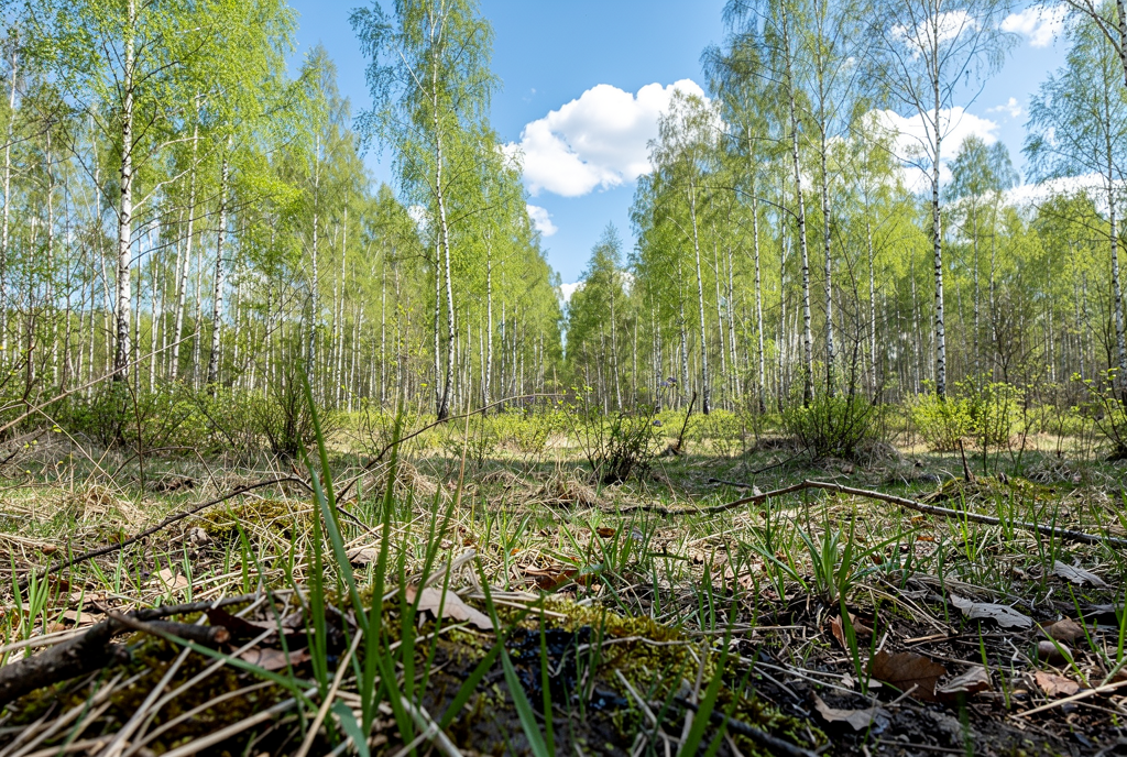 Погода у Батурині на 19.04.2026